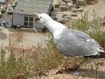 20080719113925-portugalia-gull.jpg