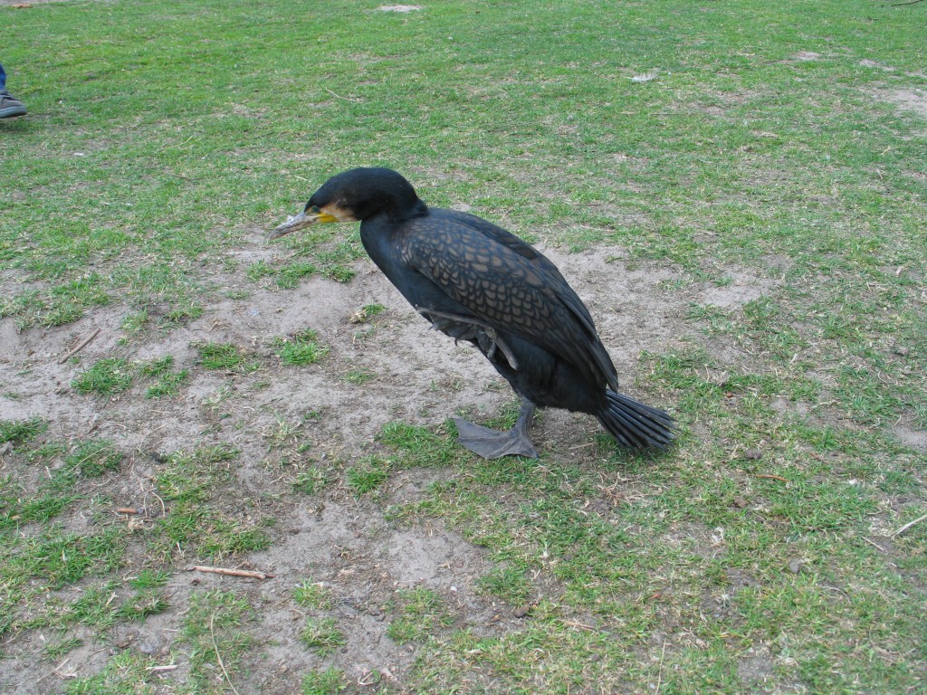 20070430_100941_087 - kormoran.jpg, galeria RucianeNida_Kadzidlowo_Krutyn_Mragowo