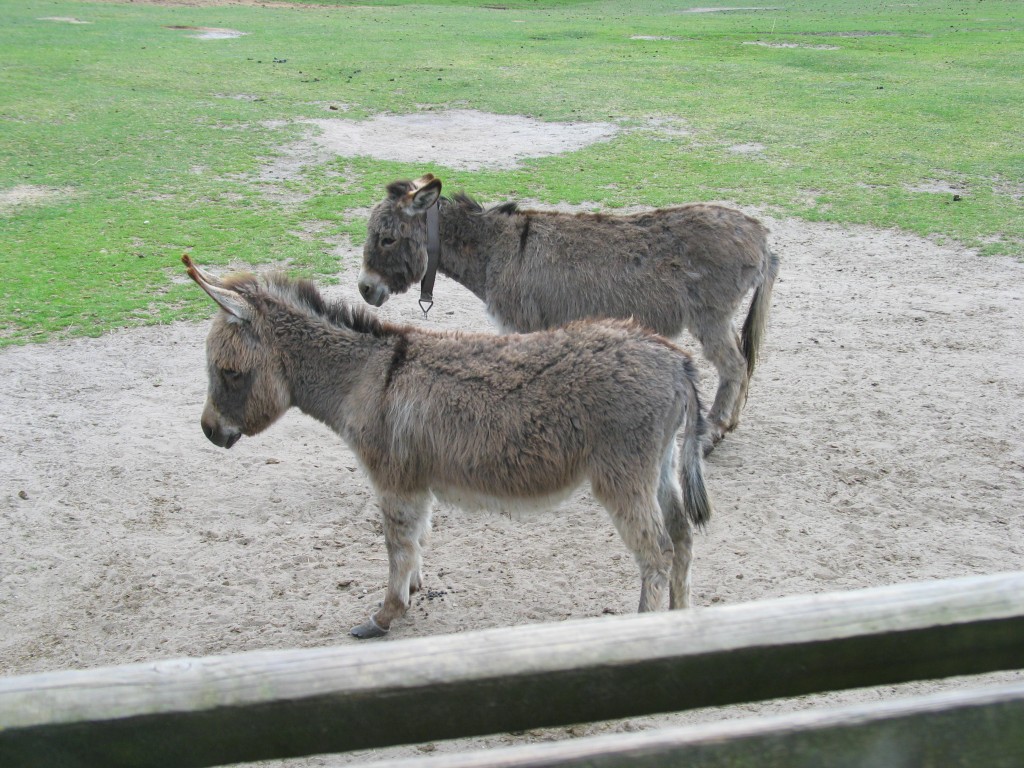 20070430_101009_088 - eDonkey2000.jpg, galeria RucianeNida_Kadzidlowo_Krutyn_Mragowo