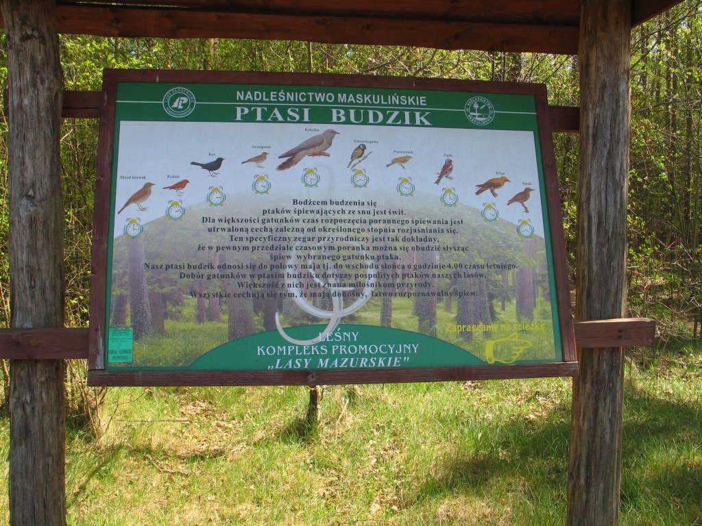 20070430_105831_152 - ptasi budzik.jpg, galeria RucianeNida_Kadzidlowo_Krutyn_Mragowo