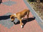 20070429_112305_017 - pies.jpg