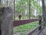 20070430_073945_039 - stary cmentarz.jpg