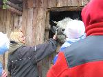 20070430_095331_063 - byczek.jpg