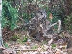 20070430_100711_082 - puchacz.jpg