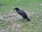 20070430_100941_087 - kormoran.jpg