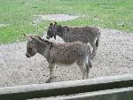 20070430_101009_088 - eDonkey2000.jpg