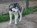20070430_101353_096 - haski.jpg