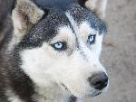 20070430_101448_099 - haski.jpg