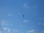 20070720_152019_155 - pani mewa.jpg