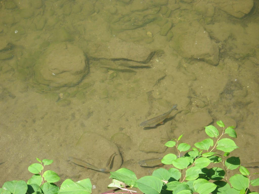 D-sokolica17.JPG, galeria Szczawnica