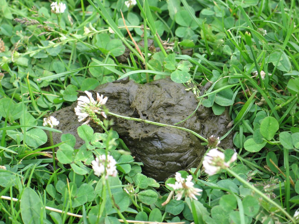 F-radziejowa27.JPG, galeria Szczawnica