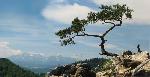 sokolica_sosna_tatry.jpg