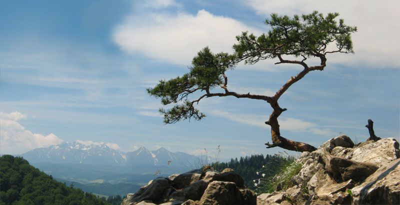 Zdjęcie #304 z 305 - kliknij by przejść do następnego sokolica_sosna_tatry.jpg, galeria Szczawnica