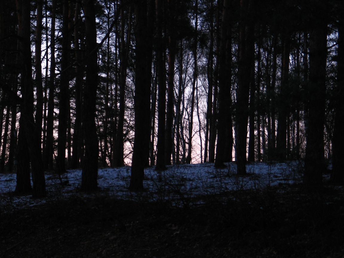 20080216164646 kampinos.jpg, galeria bessensu_1