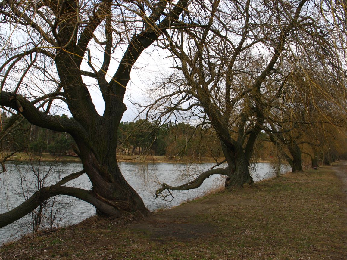 20080223142953 zalesie gorne.jpg, galeria bessensu_1