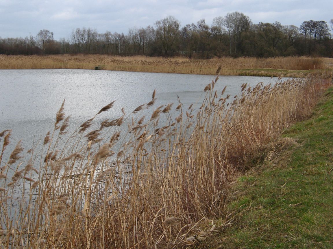 20080223143114 zalesie gorne.jpg, galeria bessensu_1