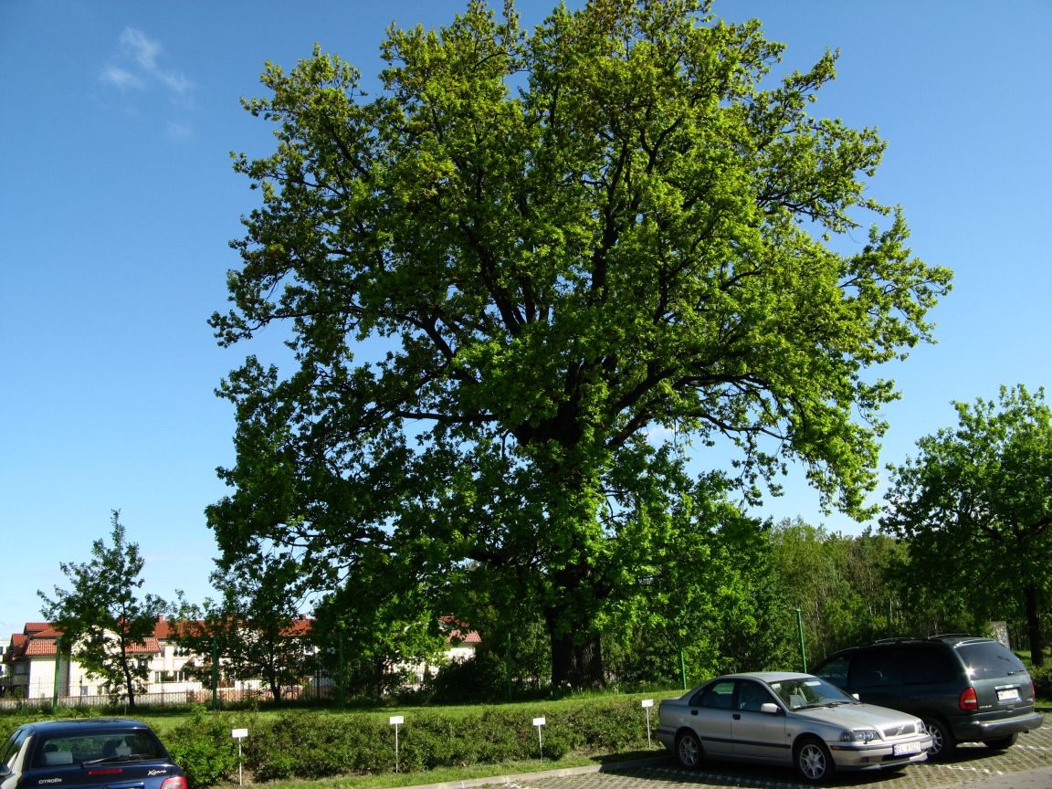 20080508084716 ostatni kabacki dab.jpg, galeria bessensu_1