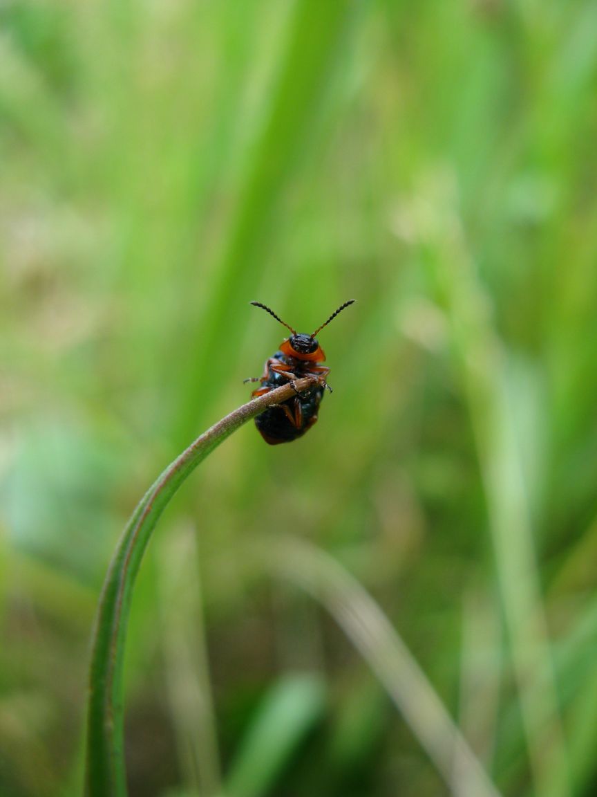 20080615145232_4.JPG, galeria bessensu_1