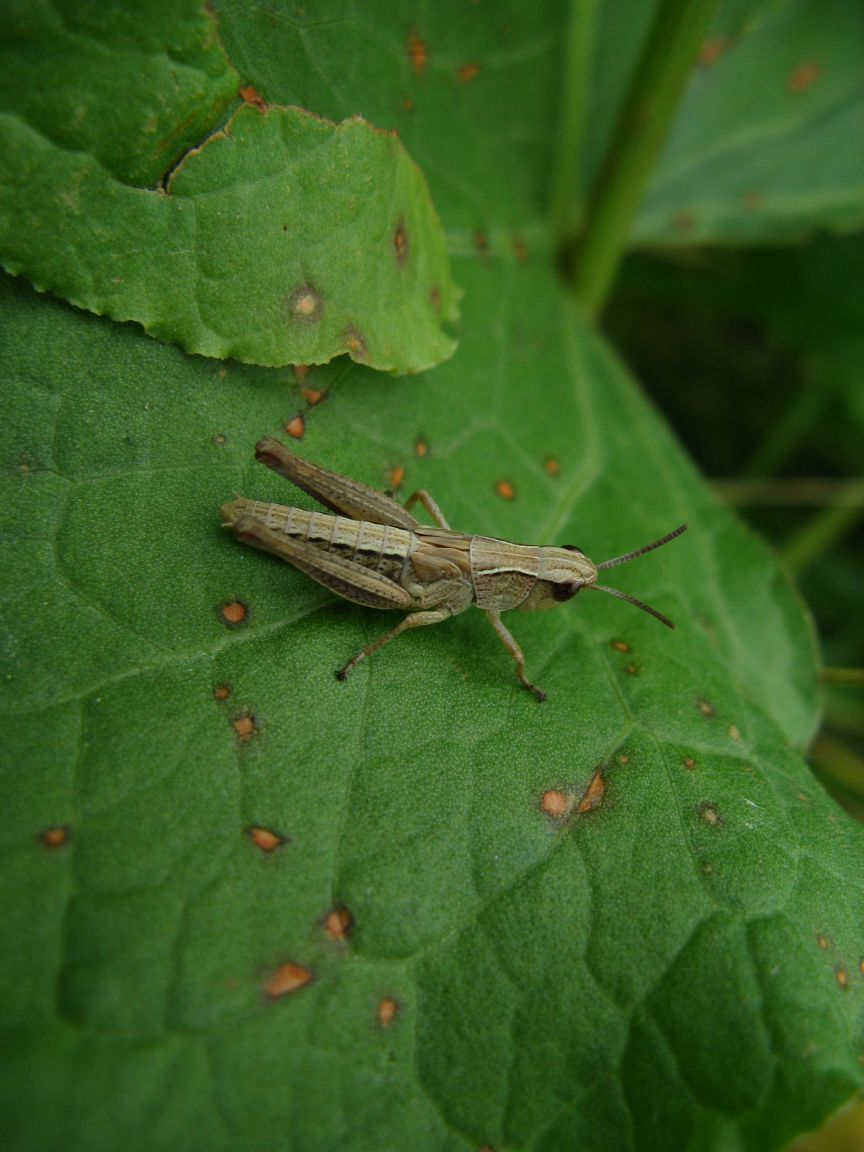 20080615145343_6.JPG, galeria bessensu_1