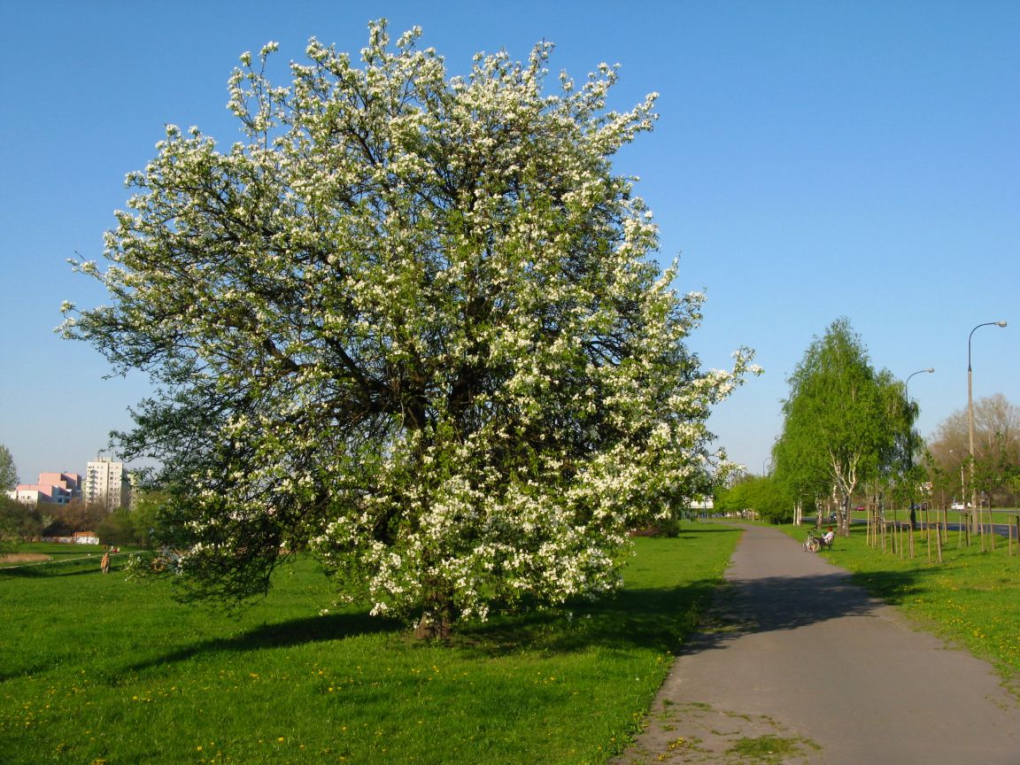20090425162940-wiosna-nad-dolinka.jpg, galeria bessensu_1
