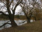 20080223142953 zalesie gorne.jpg