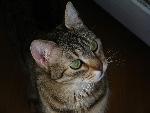 20080424082411 sepiel.jpg