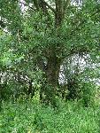 20080615145837_14.JPG