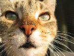 20080925083624 w nosie.jpg