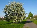 20090425162940-wiosna-nad-dolinka.jpg