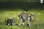 o_wwf-leopards-gr - fashion claims more victims than you think.jpg