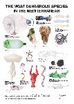 the-most-dangerous-species-in-the-mediterranean.jpg