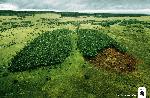 wwf-erik-vervroegen-lung-of-the-world.jpg