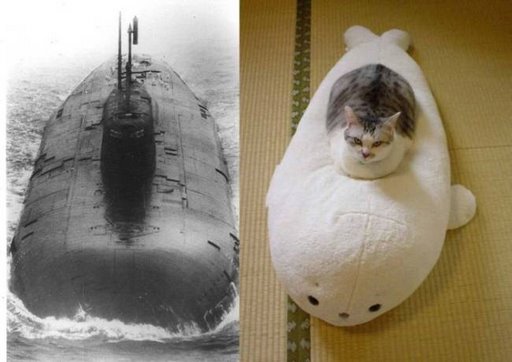 typhoon_cat.jpg, galeria fakin_supah