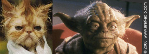 yoda that cat looks like.jpg, galeria fakin_supah
