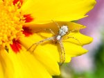 makro_spider_001.jpg