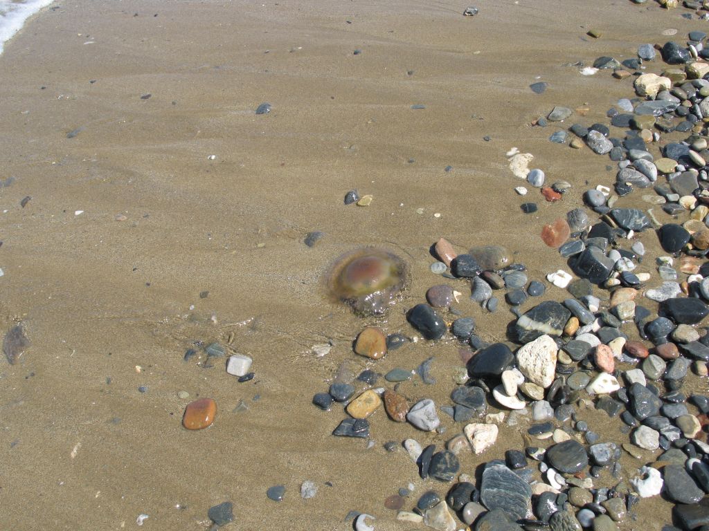 20060907_114611 - meduza.jpg, galeria kreta