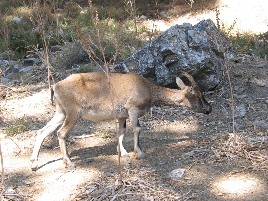 20060908_092322 - samaria gorge - kri kri.jpg, galeria kreta