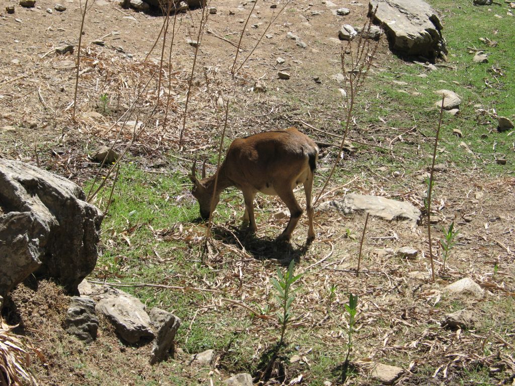 20060908_092708 - samaria gorge - kri kri.jpg, galeria kreta