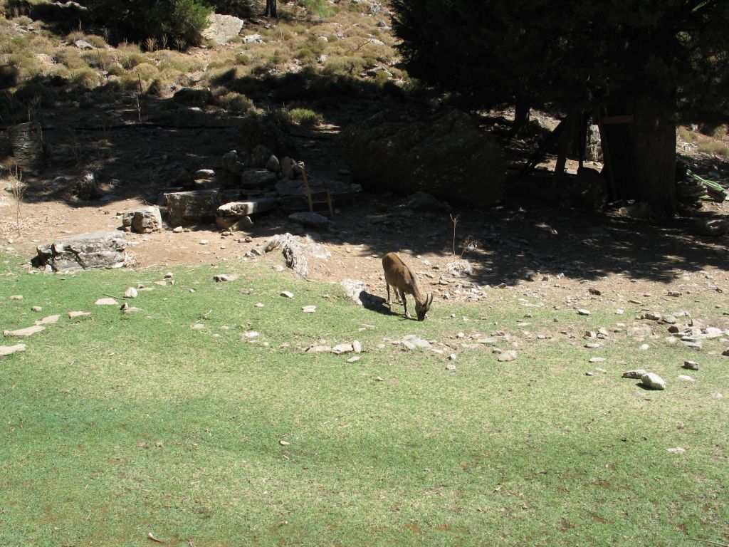 20060908_092846 - samaria gorge.jpg, galeria kreta