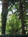 20060831_100224 - retymnon - ogrody miejskie.jpg