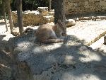 20060902_105349 - knossos.jpg