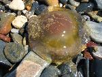 20060907_114244 - meduza.jpg