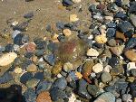 20060907_114415 - meduza.jpg