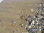 20060907_114611 - meduza.jpg