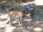 20060908_092322 - samaria gorge - kri kri.jpg