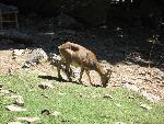 20060908_092810 - samaria gorge - kri kri.jpg