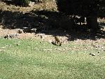 20060908_092846 - samaria gorge.jpg
