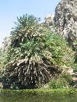 20060910_111549 - preveli - palm beach.jpg