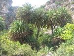 20060910_111856 - preveli - palm beach.jpg