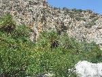 20060910_111909 - preveli - palm beach.jpg